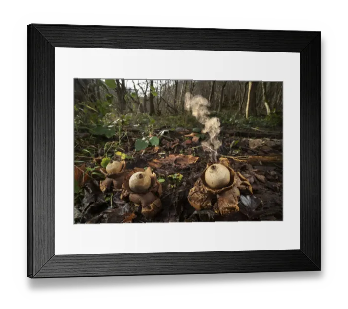 Framed Print : Collared earthstar (Geastrum triplex) fungus growing on forest floor Framed Print : Collared earthstar (Geastrum triplex) fungus growing on forest floor