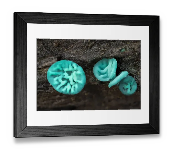 Framed Print : Green elfcup fungus (Chlorociboria aeruginascens) fruiting bodies on decaying wood Framed Print : Green elfcup fungus (Chlorociboria aeruginascens) fruiting bodies on decaying wood