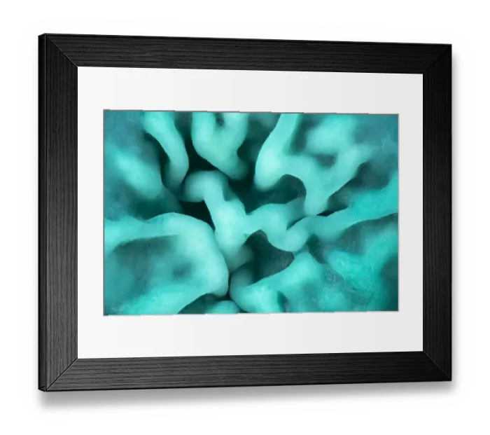 Framed Print : Green elfcup fungus (Chlorociboria aeruginascens) fruiting bodies on decaying wood Framed Print : Green elfcup fungus (Chlorociboria aeruginascens) fruiting bodies on decaying wood