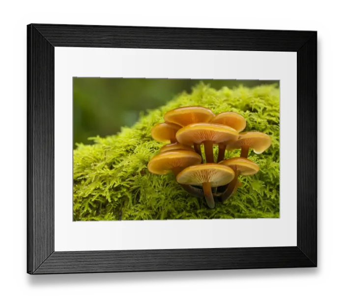Framed Print : Velvet Shank / Winter Fungus (Flammulina velutipes), growing on moss-covered dead tree Framed Print : Velvet Shank / Winter Fungus (Flammulina velutipes), growing on moss-covered dead tree