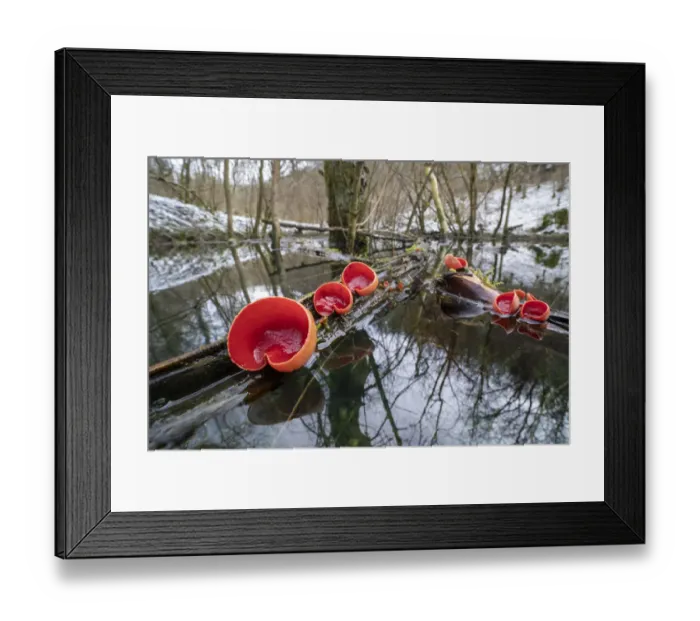 Framed Print : Scarlet elf cup fungus (Sarcoscypha coccinea) growing on dead branches floating in an Framed Print : Scarlet elf cup fungus (Sarcoscypha coccinea) growing on dead branches floating in an