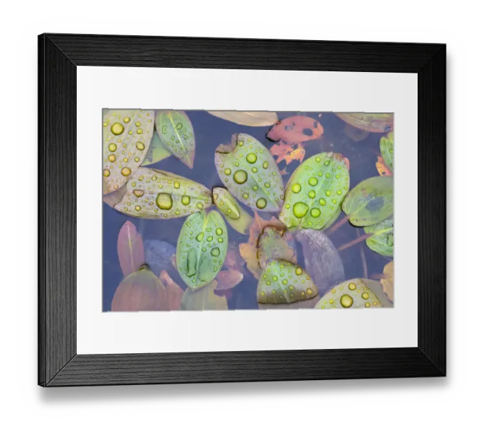 Framed Print : Broad-leaved pondweed (Potamogeton natans) growing in moorland pool Framed Print : Broad-leaved pondweed (Potamogeton natans) growing in moorland pool