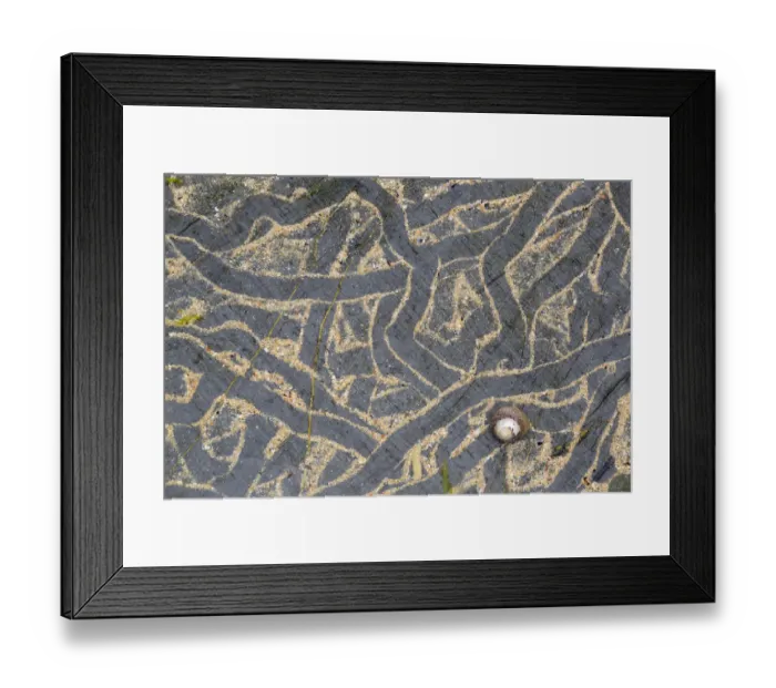 Framed Print : Trails left on sand-covered rock from Edible periwinkle (Littorina littorea Framed Print : Trails left on sand-covered rock from Edible periwinkle (Littorina littorea