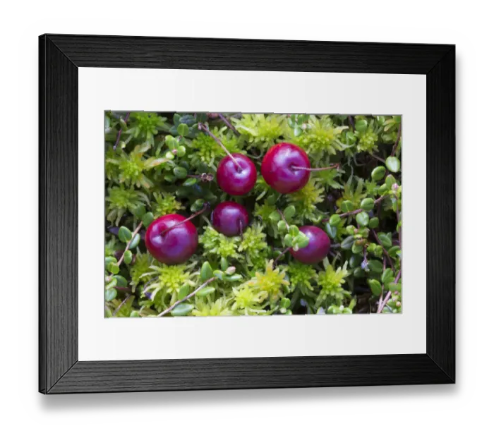 Framed Print : Bog cranberry (Vaccinium oxycoccos) Peak District National Park, Derbyshire, UK Framed Print : Bog cranberry (Vaccinium oxycoccos) Peak District National Park, Derbyshire, UK