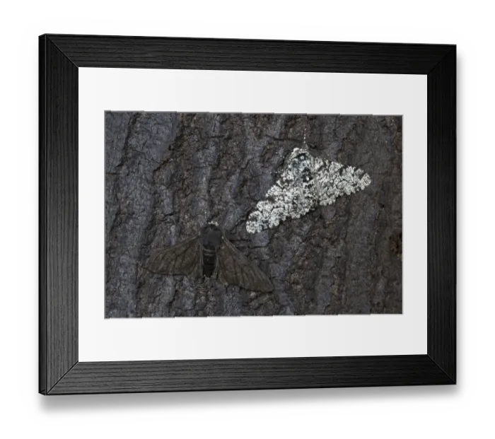 Framed Print : Peppered moth (Biston betularia) showing a comparison of the melanistic form f
