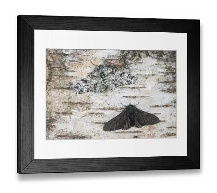 Framed Print : Peppered moth (Biston betularia) showing a comparison of the melanistic form f