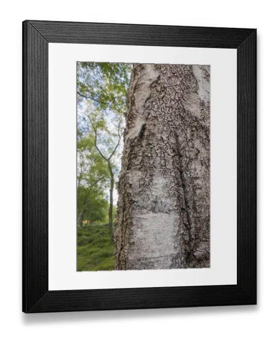 Framed Print : Peppered moth (Biston betularia), camouflaged on lichen-encrusted Birch (Betula sp Framed Print : Peppered moth (Biston betularia), camouflaged on lichen-encrusted Birch (Betula sp