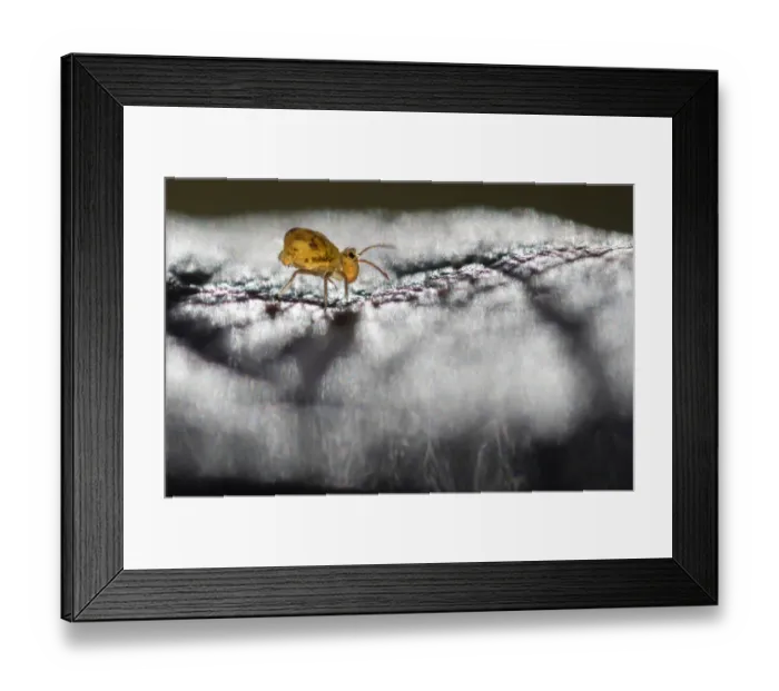 Framed Print : Globular springtail (Dicyrtomina saundersi) on dew-covered dead leaf. Derbyshire, UK Framed Print : Globular springtail (Dicyrtomina saundersi) on dew-covered dead leaf. Derbyshire, UK