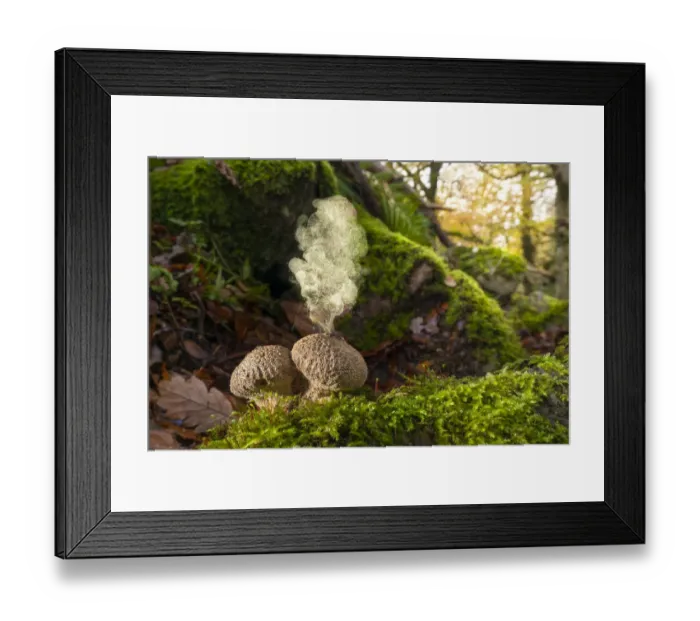 Framed Print : Common puffball fungus (Apioperdon pyriforme) emitting spores into the air Framed Print : Common puffball fungus (Apioperdon pyriforme) emitting spores into the air