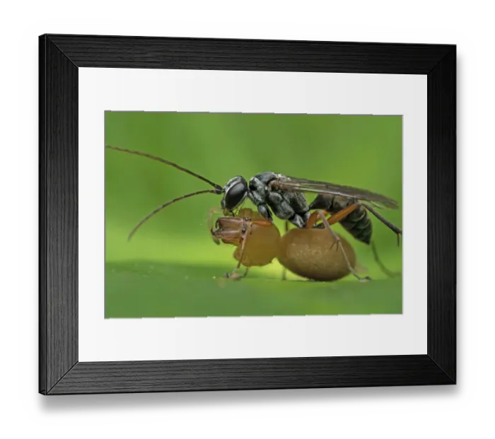 Framed Print : Spider wasp (Pompilidae) with spider prey, Buxa Tiger Reserve, India
