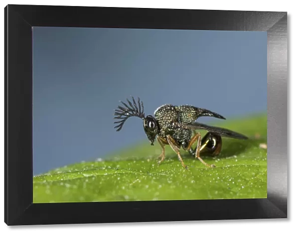 Eucharited Wasp (Eucharitedae) parasitic wasp, which attacks ants, Coochbehar, India