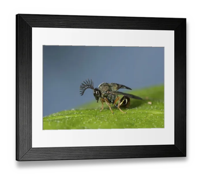 Framed Print : Eucharited Wasp (Eucharitedae) parasitic wasp, which attacks ants, Coochbehar, India Framed Print : Eucharited Wasp (Eucharitedae) parasitic wasp, which attacks ants, Coochbehar, India