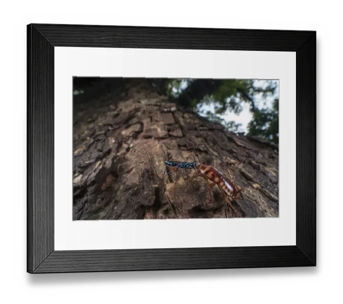 Framed Print : Emerald cockroach wasp (Ampulex compressa) injecting venom into cockroach Framed Print : Emerald cockroach wasp (Ampulex compressa) injecting venom into cockroach