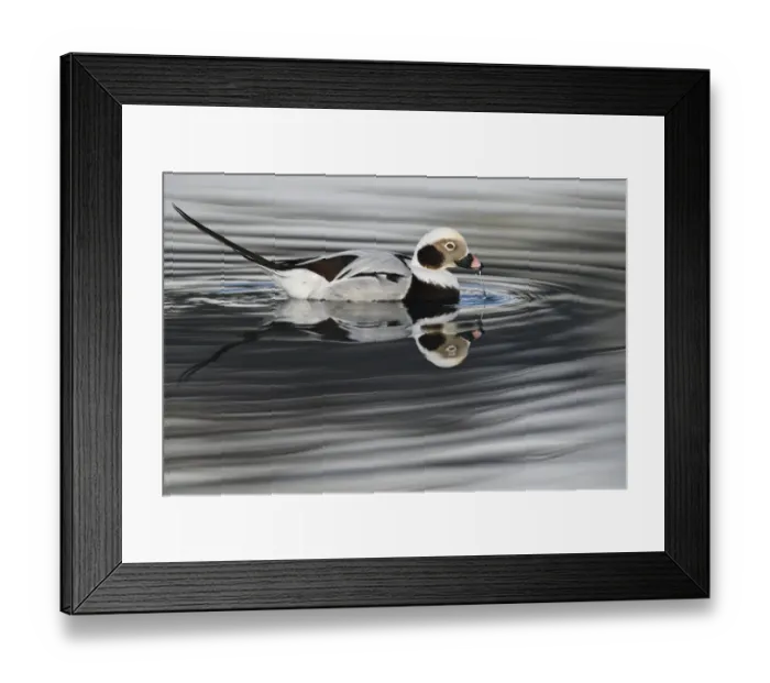 Framed Print : RF - Long-tailed duck or Old-squaw (Clangula hyemalis) male, Varanger Peninsula, Norway Framed Print : RF - Long-tailed duck or Old-squaw (Clangula hyemalis) male, Varanger Peninsula, Norway