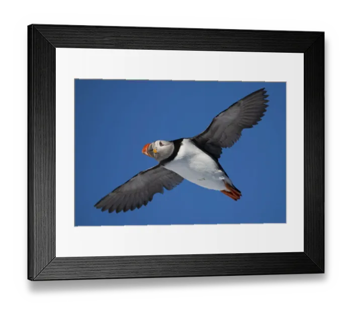 Framed Print : RF - Atlantic puffin (Fratercula arctica) flying, Hornoya, Varanger, Finnmark