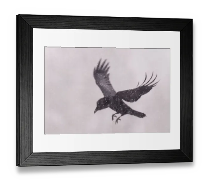 Framed Print : RF - Raven (Corvus corax) landing Vitbergets Nature Reserve, Vasterbotten Framed Print : RF - Raven (Corvus corax) landing Vitbergets Nature Reserve, Vasterbotten