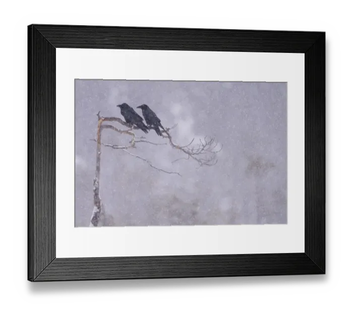 Framed Print : RF - Two Raven (Corvus corax) perched in tree, Vitbergets Nature Reserve, Vasterbotten Framed Print : RF - Two Raven (Corvus corax) perched in tree, Vitbergets Nature Reserve, Vasterbotten