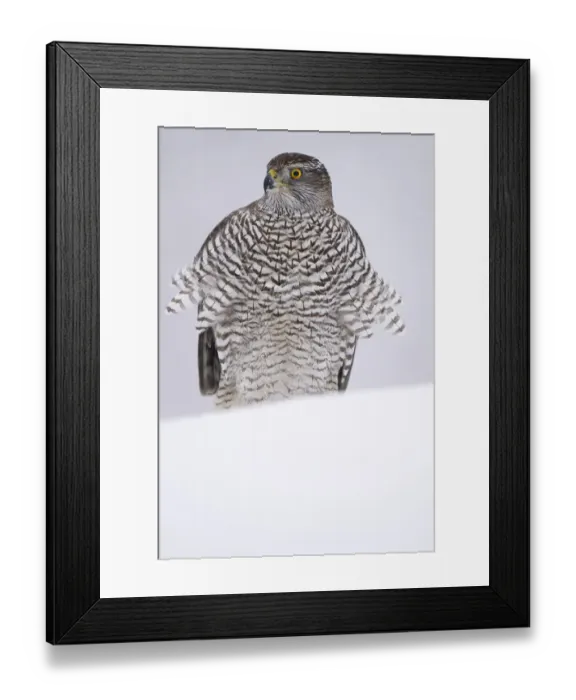Framed Print : RF - Eurasian goshawk (Accipiter gentilis) juvenile in snow, Vitbergets Nature Reserve Framed Print : RF - Eurasian goshawk (Accipiter gentilis) juvenile in snow, Vitbergets Nature Reserve