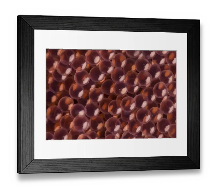 Framed Print : Close-up abstract of the eggs of kelp greenling fish (Hexagrammos decagrammus Framed Print : Close-up abstract of the eggs of kelp greenling fish (Hexagrammos decagrammus