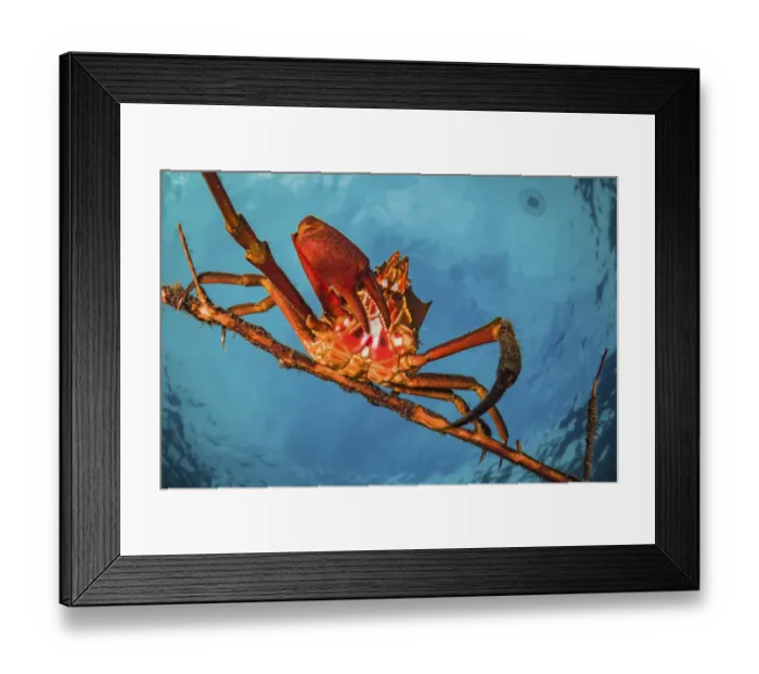 Framed Print : Northern kelp crab (Pugettia producta) clinging to a fallen tree branch off Vancouver Framed Print : Northern kelp crab (Pugettia producta) clinging to a fallen tree branch off Vancouver