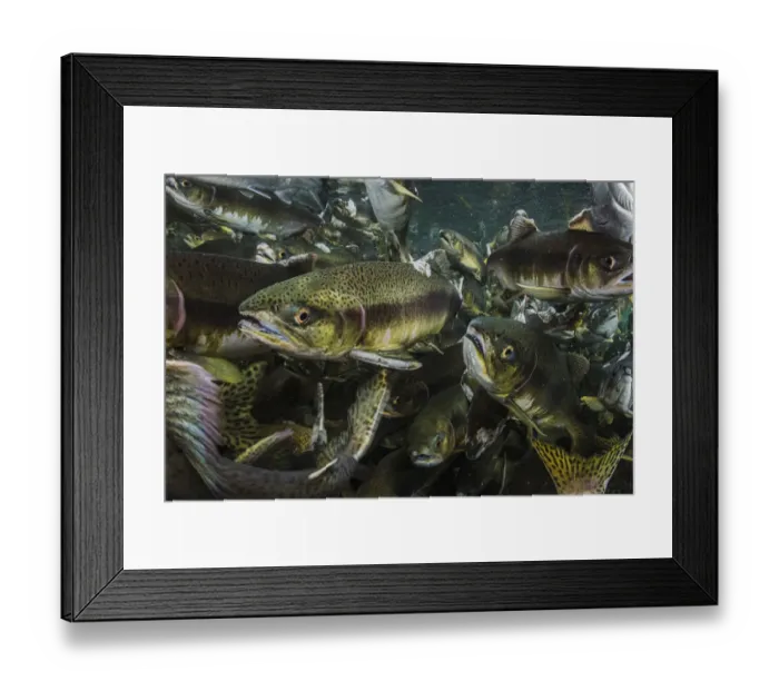 Framed Print : Pink salmon (Oncorhynchus gorbuscha) migrate up river, Vancouver Island, Canada Framed Print : Pink salmon (Oncorhynchus gorbuscha) migrate up river, Vancouver Island, Canada