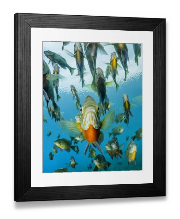 Framed Print : School of Bluegill (Lepomis macrochirus) fish in a spring, Florida, USA Framed Print : School of Bluegill (Lepomis macrochirus) fish in a spring, Florida, USA