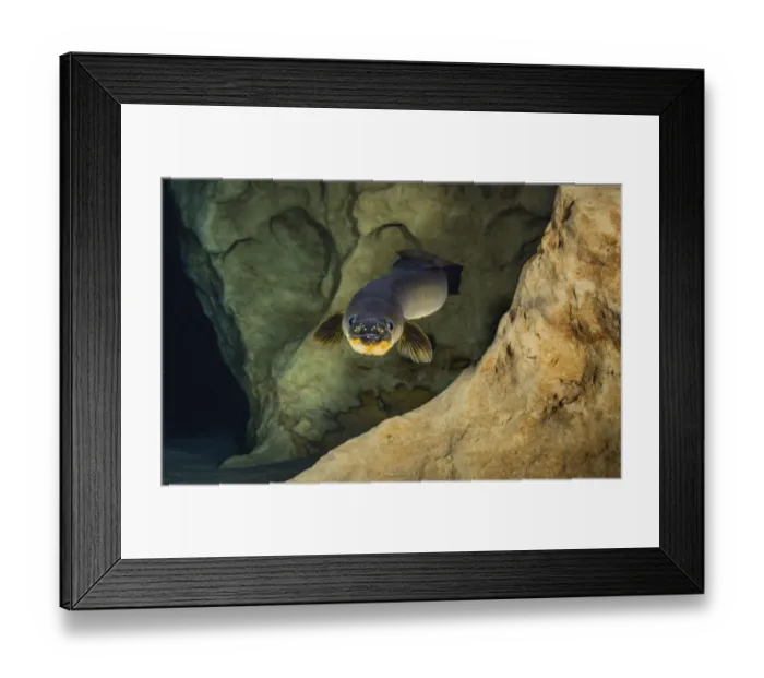 Framed Print : American eel (Anguilla rostrata) in a spring-fed cave, Florida, USA Framed Print : American eel (Anguilla rostrata) in a spring-fed cave, Florida, USA