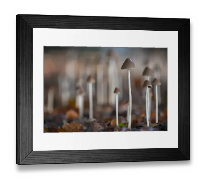 Framed Print : Conical brittlestem fungus (Psathyrella conopilus), Peerdsbos, Brasschaat, Belgium Framed Print : Conical brittlestem fungus (Psathyrella conopilus), Peerdsbos, Brasschaat, Belgium