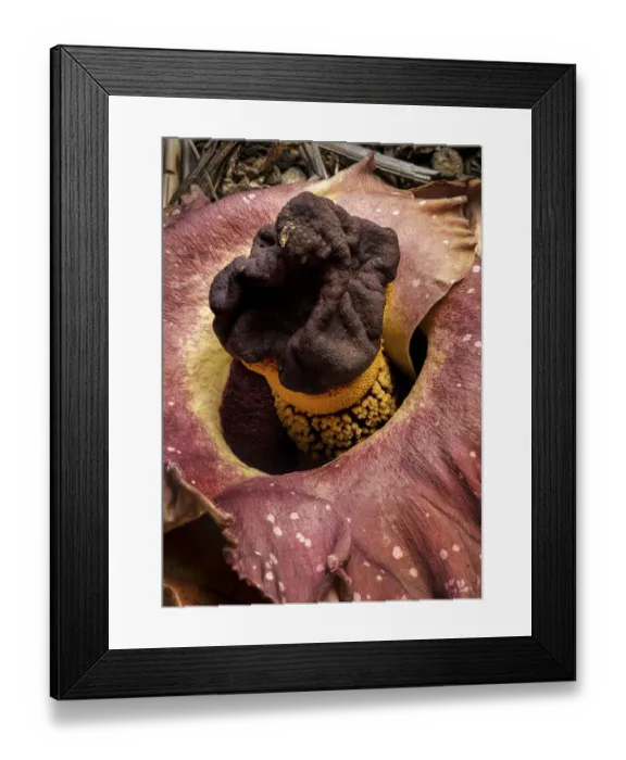 Framed Print : Elephant foot yam (Amorphophallus paeoniifolius) one of largest flowers in the world Framed Print : Elephant foot yam (Amorphophallus paeoniifolius) one of largest flowers in the world