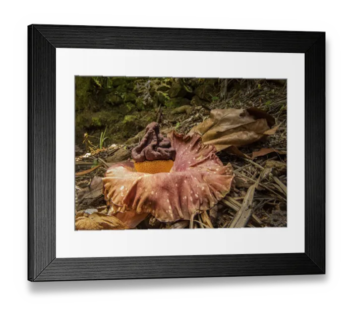 Framed Print : Elephant foot yam (Amorphophallus paeoniifolius) one of largest flowers in the world Framed Print : Elephant foot yam (Amorphophallus paeoniifolius) one of largest flowers in the world