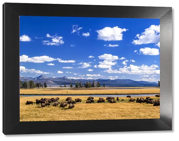 American buffalo (Bison bison) herd. Yellowstone National Park, Wyoming, USA