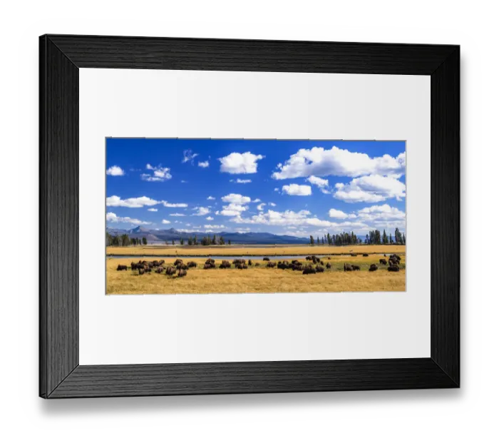 Framed Print : American buffalo (Bison bison) herd. Yellowstone National Park, Wyoming, USA Framed Print : American buffalo (Bison bison) herd. Yellowstone National Park, Wyoming, USA