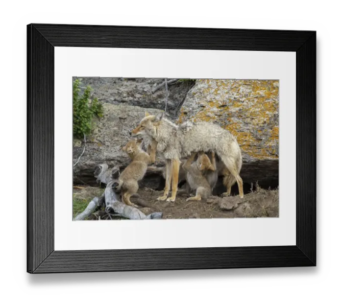 Framed Print : Coyote (Canis latrans) female with newborn pups. Yellowstone National Park, Wyoming, USA Framed Print : Coyote (Canis latrans) female with newborn pups. Yellowstone National Park, Wyoming, USA