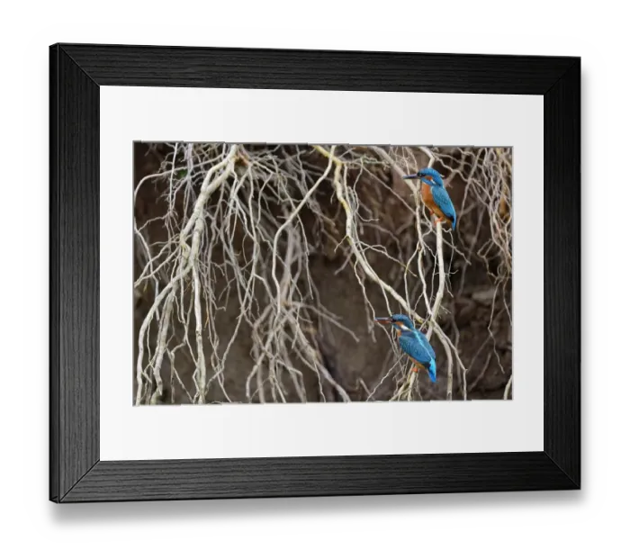 Framed Print : Kingfisher ( Alcedo atthis) male and female perched on a root when building the nest Framed Print : Kingfisher ( Alcedo atthis) male and female perched on a root when building the nest