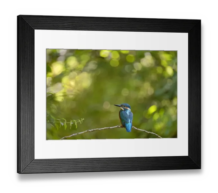 Framed Print : Kingfisher (Alcedo atthis) male perched on branch, Lorraine, France, July