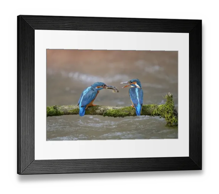 Framed Print : Kingfisher (Alcedo atthis) male passing fish to female, courtship behaviour, Lorraine Framed Print : Kingfisher (Alcedo atthis) male passing fish to female, courtship behaviour, Lorraine