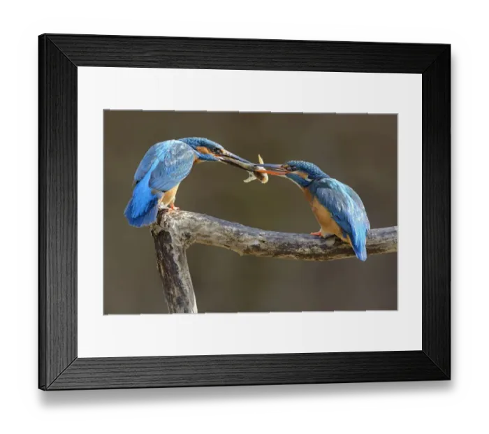 Framed Print : Kingfisher (Alcedo atthis) male passing fish to female, courtship behaviour, Lorraine Framed Print : Kingfisher (Alcedo atthis) male passing fish to female, courtship behaviour, Lorraine