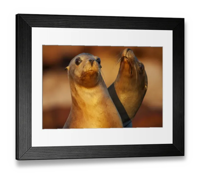 Framed Print : Californian sea lion (Zalophus californianus), Los Islotes Framed Print : Californian sea lion (Zalophus californianus), Los Islotes