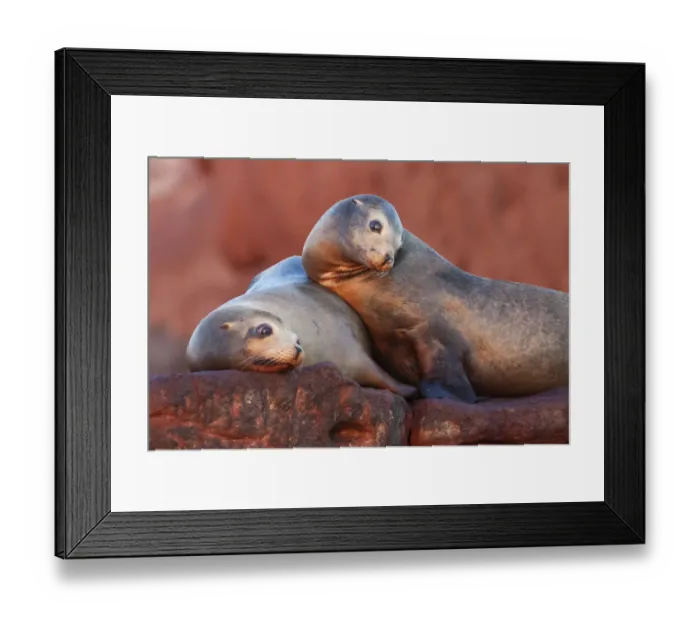 Framed Print : Californian sea lion (Zalophus californianus), Los Islotes Framed Print : Californian sea lion (Zalophus californianus), Los Islotes