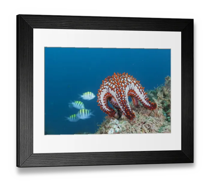 Framed Print : Panamic cushion star (Pentaceraster cumingi), Botella Point Framed Print : Panamic cushion star (Pentaceraster cumingi), Botella Point