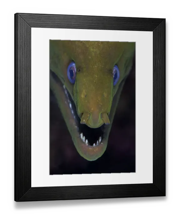 Framed Print : Panamic green moray (Gymnothorax castaneus), Puerto Escondido, Loreto Bay National Park Framed Print : Panamic green moray (Gymnothorax castaneus), Puerto Escondido, Loreto Bay National Park