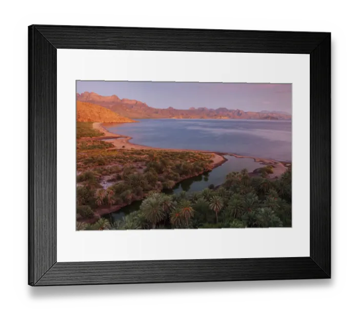 Framed Print : Date palm (Phoenix dactylifera), introduced palm, Agua Verde looking towards Loreto Framed Print : Date palm (Phoenix dactylifera), introduced palm, Agua Verde looking towards Loreto