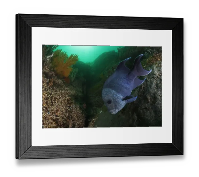 Framed Print : Giant damselfish (Microspathodon dorsalis) guarding egg mass, Coronado Island Framed Print : Giant damselfish (Microspathodon dorsalis) guarding egg mass, Coronado Island