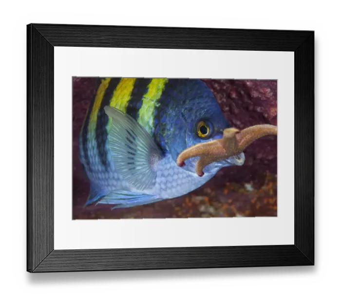 Framed Print : Panamic sergeant major (Abudefduf troschelii) guarding egg mass Framed Print : Panamic sergeant major (Abudefduf troschelii) guarding egg mass