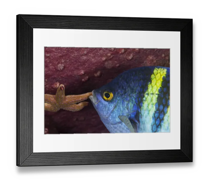Framed Print : Panamic sergeant major (Abudefduf troschelii) guarding egg mass Framed Print : Panamic sergeant major (Abudefduf troschelii) guarding egg mass