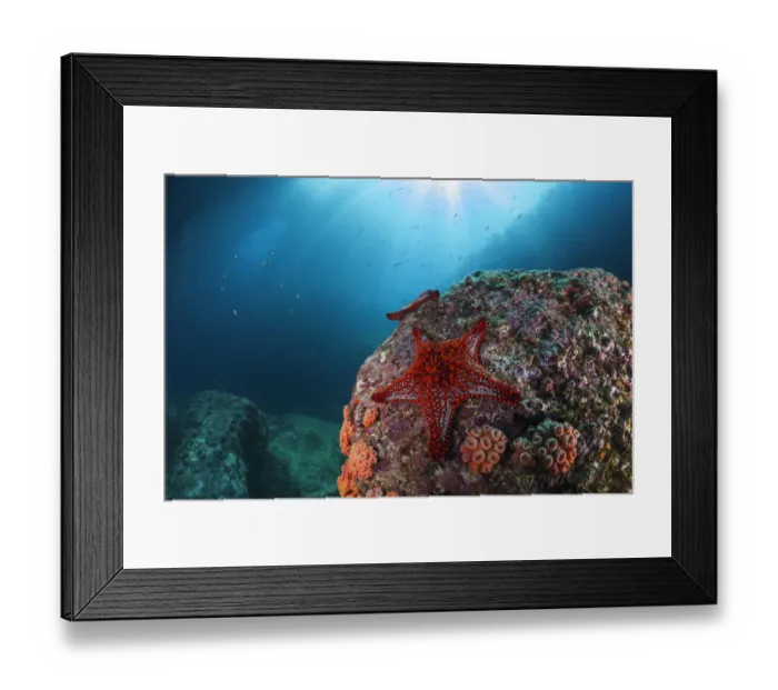 Framed Print : Panamic cushion star (Pentaceraster cumingi), Los Islotes Framed Print : Panamic cushion star (Pentaceraster cumingi), Los Islotes