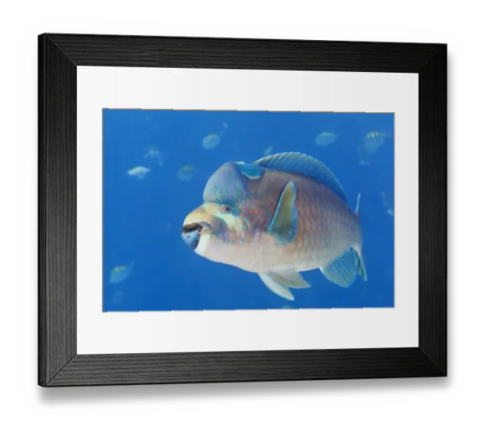 Framed Print : Bumphead parrotfish (Scarus perrico), El Pardito Island Framed Print : Bumphead parrotfish (Scarus perrico), El Pardito Island