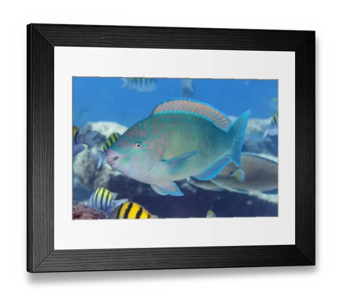 Framed Print : Blue-barred parrotfish (Scarus ghobban), El Pardito Island Framed Print : Blue-barred parrotfish (Scarus ghobban), El Pardito Island