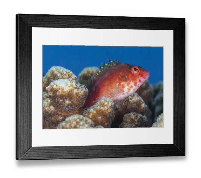 Framed Print : Coral hawkfish (Cirrhitichthys oxycephalus), El Pardito Island Framed Print : Coral hawkfish (Cirrhitichthys oxycephalus), El Pardito Island
