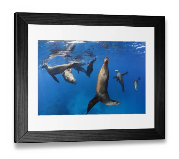 Framed Print : Californian sea lion (Zalophus californianus), La Lobera Islet, near San Jose Island Framed Print : Californian sea lion (Zalophus californianus), La Lobera Islet, near San Jose Island